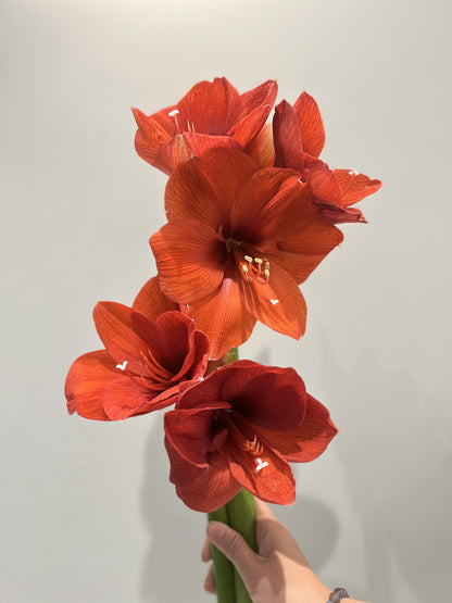 原盒朱頂蘭切花