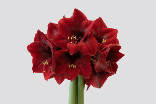 原盒朱頂蘭切花